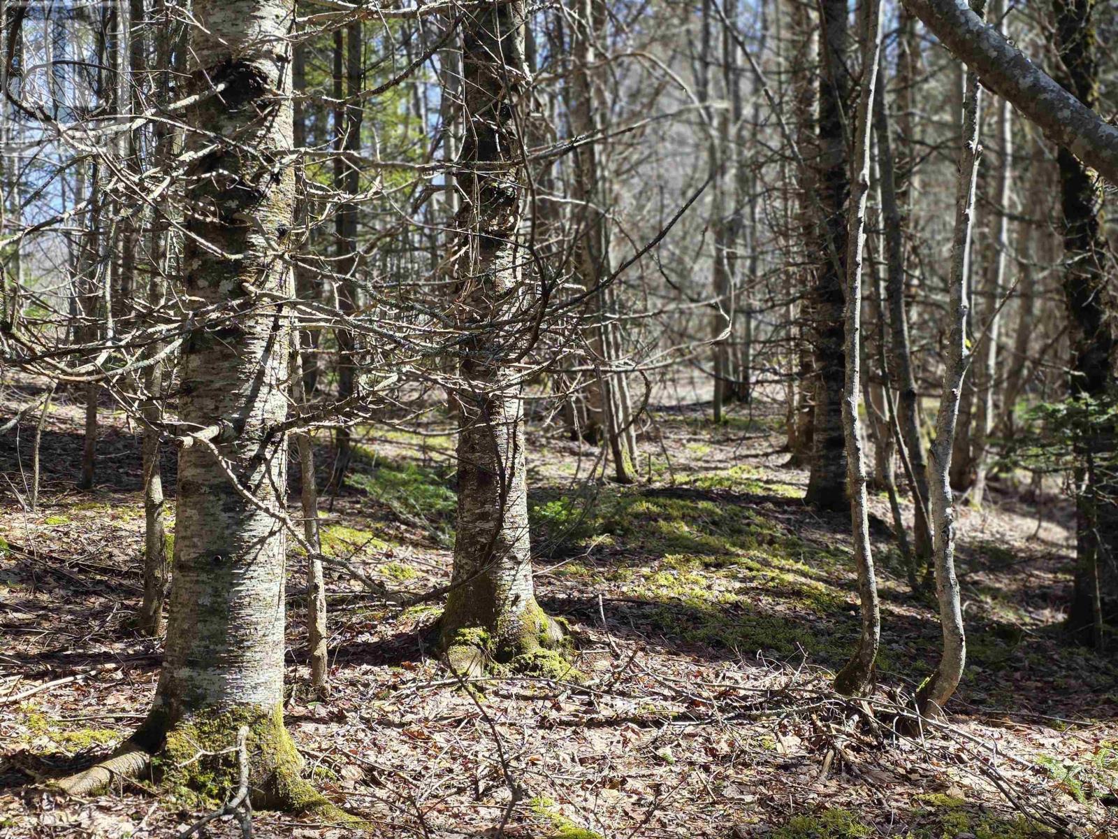 Macleod Settlement Road, Upper Southwest Mabou, Nova Scotia  B0E 2W0 - Photo 6 - 202509856