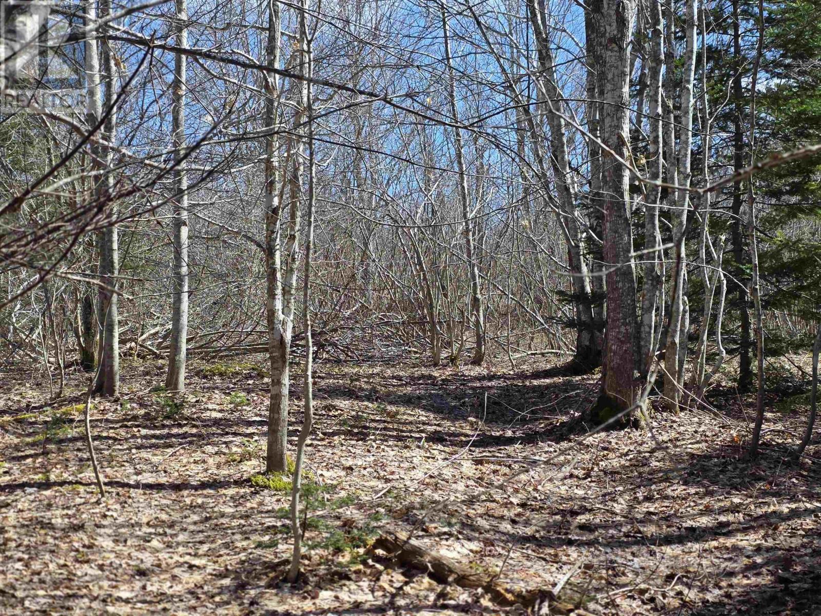 Macleod Settlement Road, Upper Southwest Mabou, Nova Scotia  B0E 2W0 - Photo 7 - 202509856