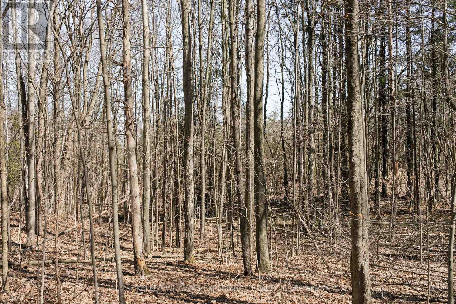 8294 County Rd 27, Essa, Ontario  L4N 9C4 - Photo 4 - N12124874
