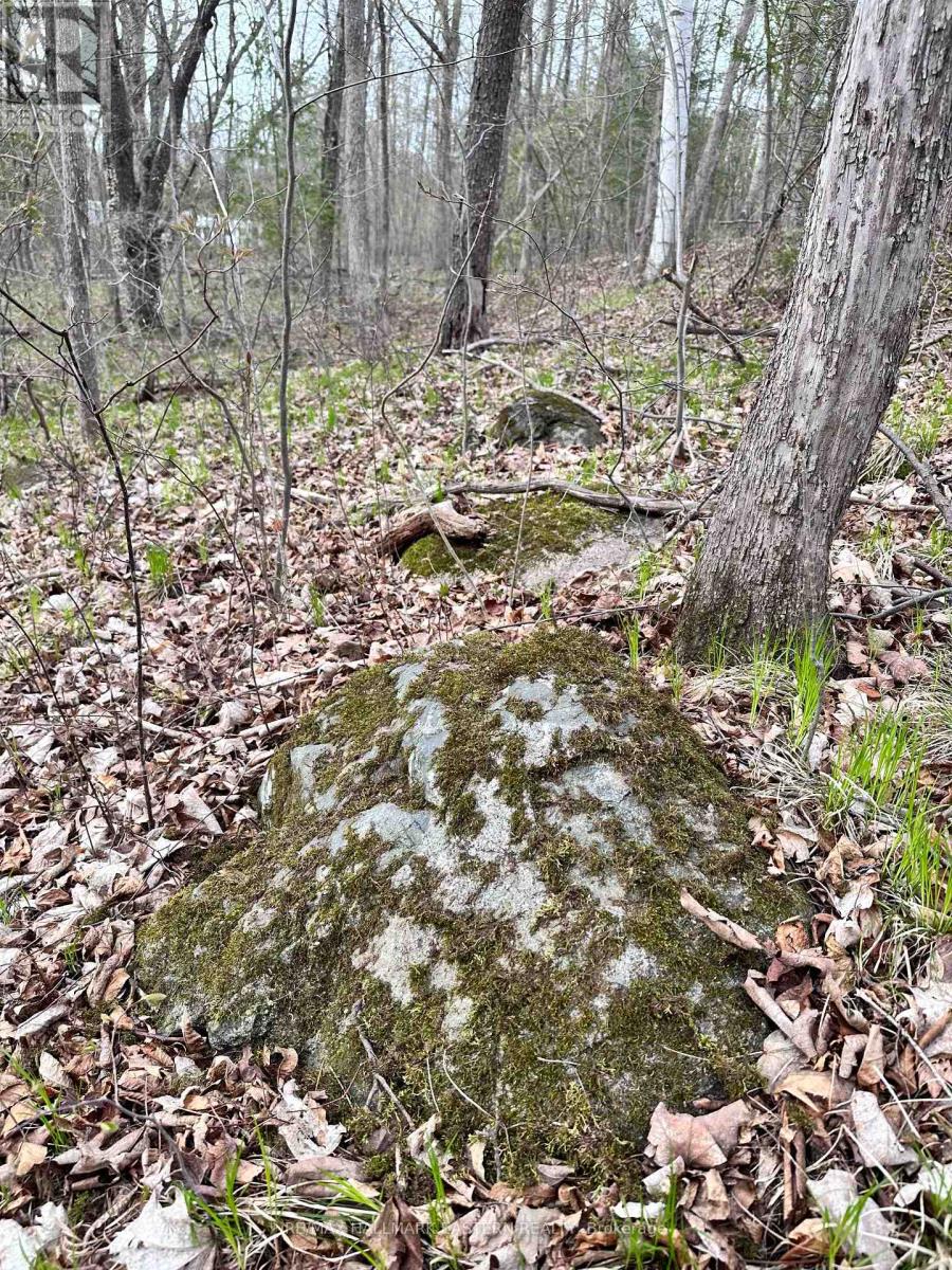 62 Trent View Drive, Trent Hills (Hastings), Ontario  K0L 1Y0 - Photo 4 - X12125734