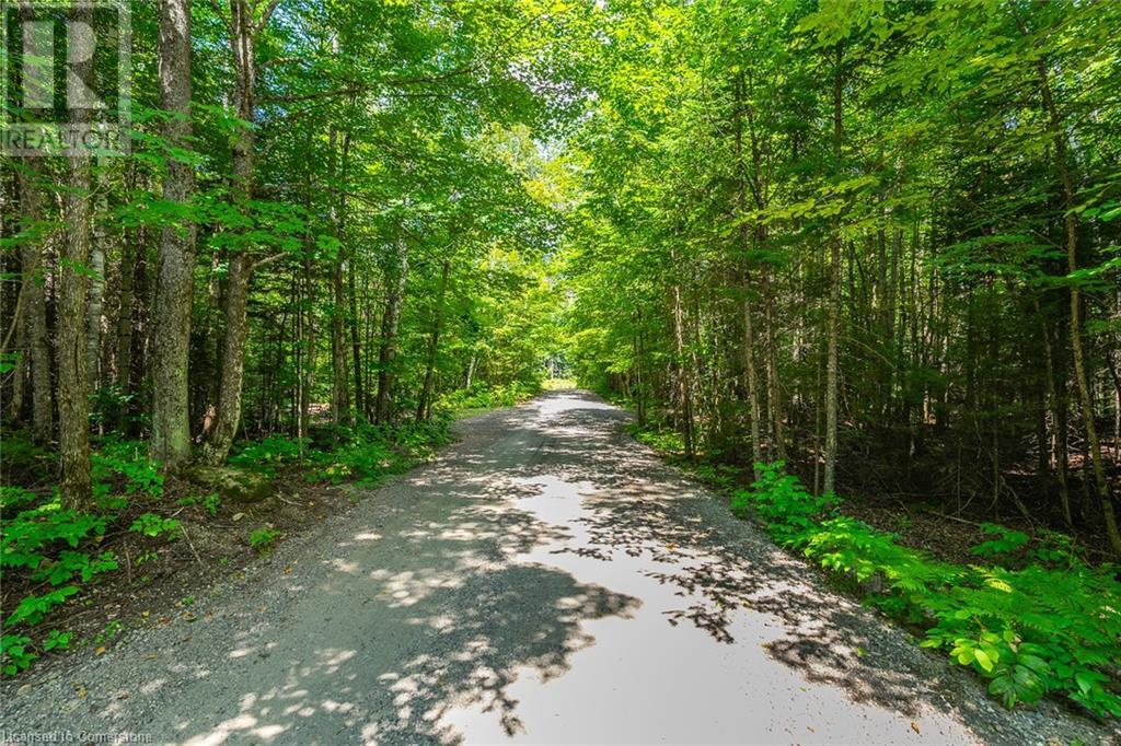 17182 Highway 118, Haliburton, Ontario  K0M 1S0 - Photo 4 - 40725561