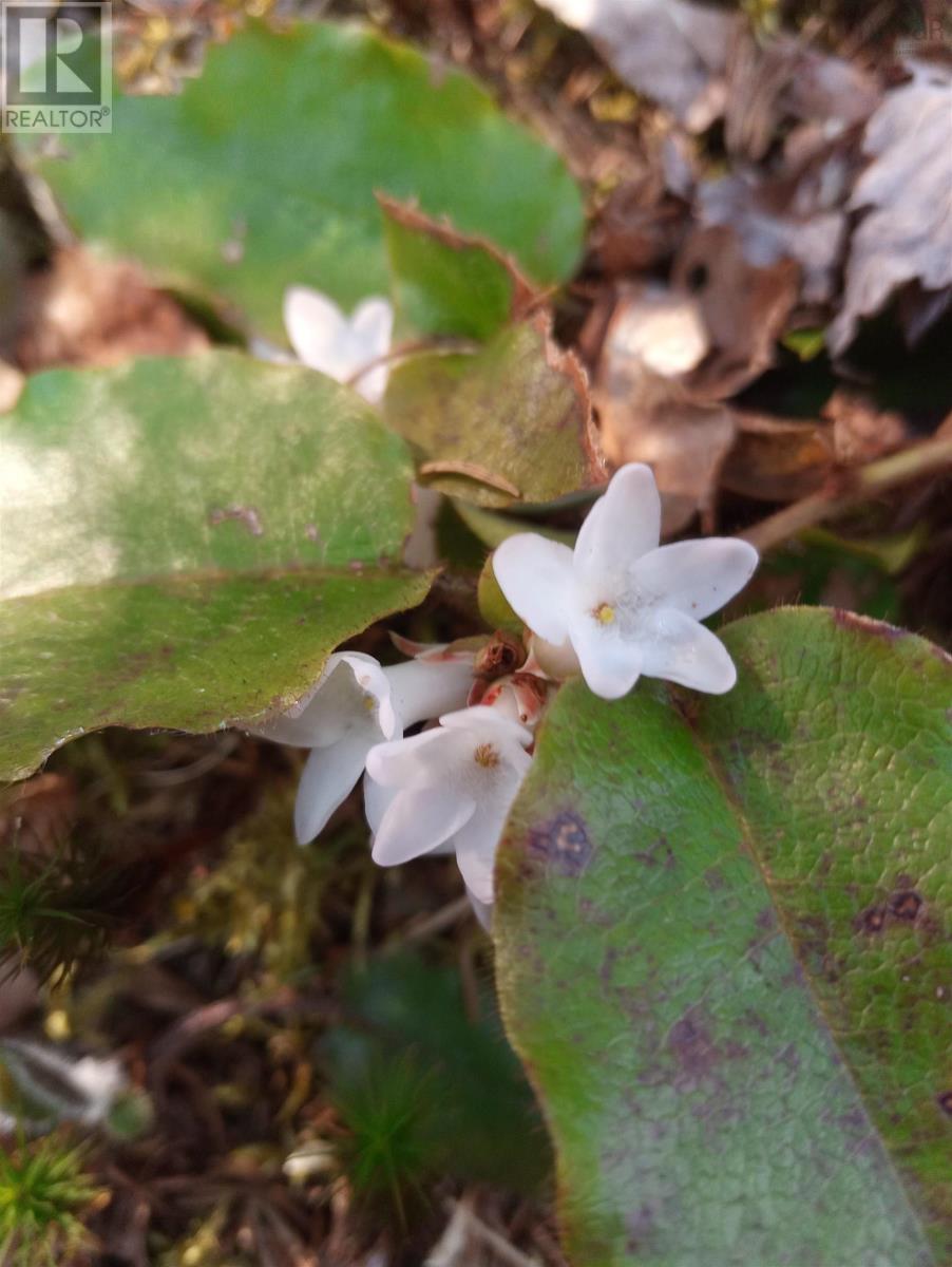 14 Johnny Cash Lane, Juniper Mountain, Nova Scotia  B1K 0C2 - Photo 11 - 202510145