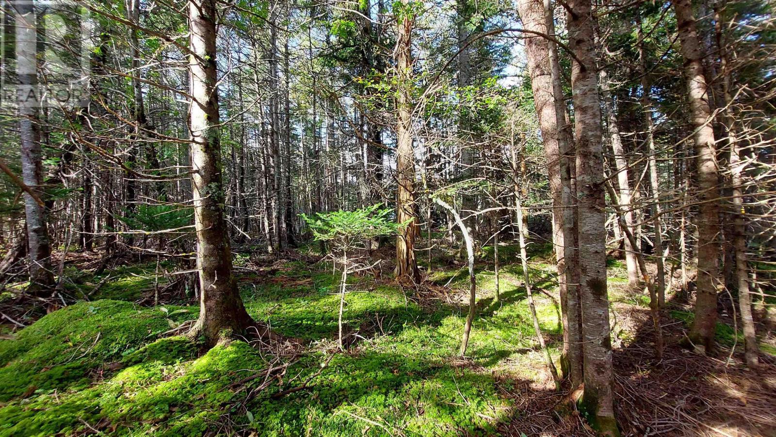 Lot 7 Lower River Rd, Cleveland, Nova Scotia  B0E 1J0 - Photo 10 - 202510470