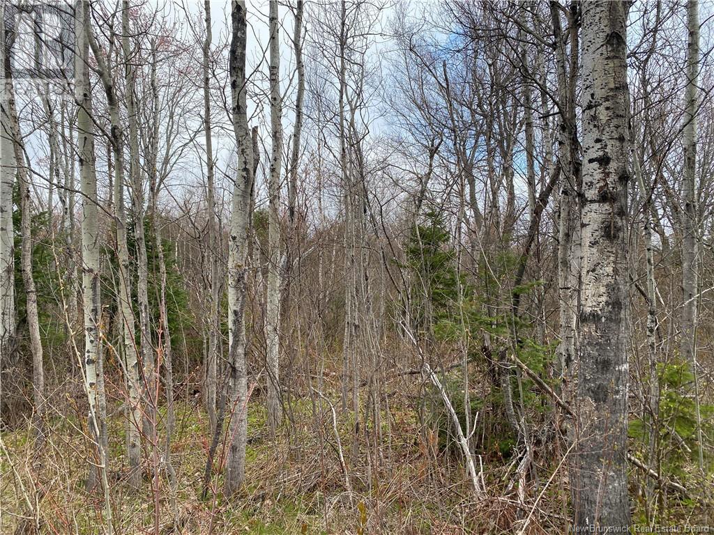Lot Route 134, Saint-Pierre-De-Kent, New Brunswick  E4S 1E3 - Photo 8 - NB118161