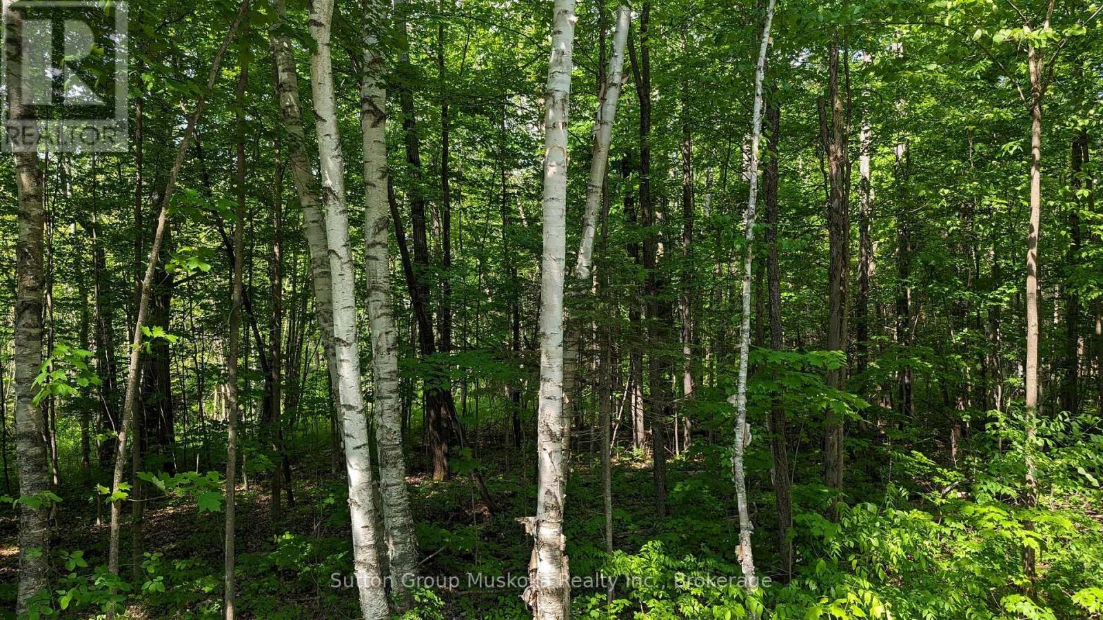 Lot 1 Tally-Ho Winter Park Road, Lake Of Bays, Ontario  P1H 2E8 - Photo 4 - X12144289