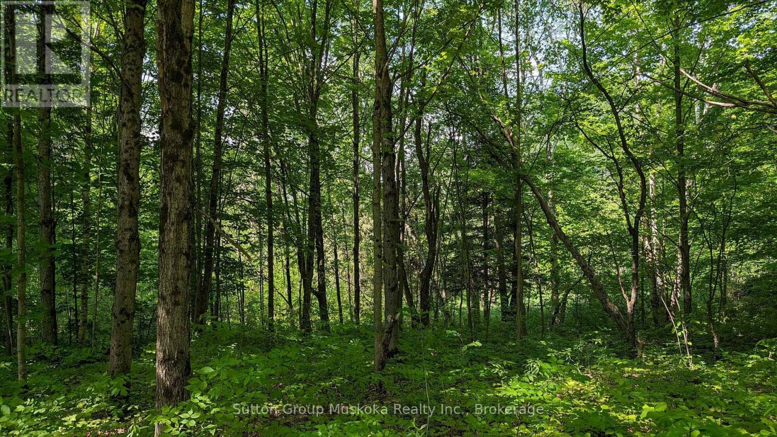 Lot 2 Tally-Ho Winter Park Road, Lake Of Bays, Ontario  P1H 2E5 - Photo 5 - X12144327