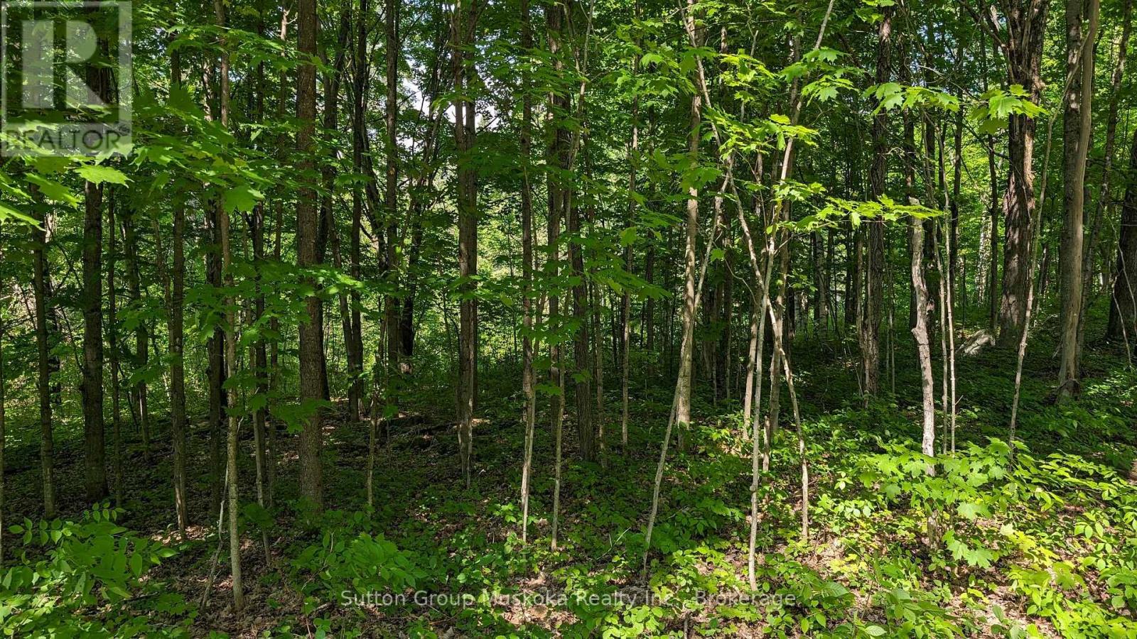 Lot 2 Tally-Ho Winter Park Road, Lake Of Bays, Ontario  P1H 2E5 - Photo 7 - X12144327