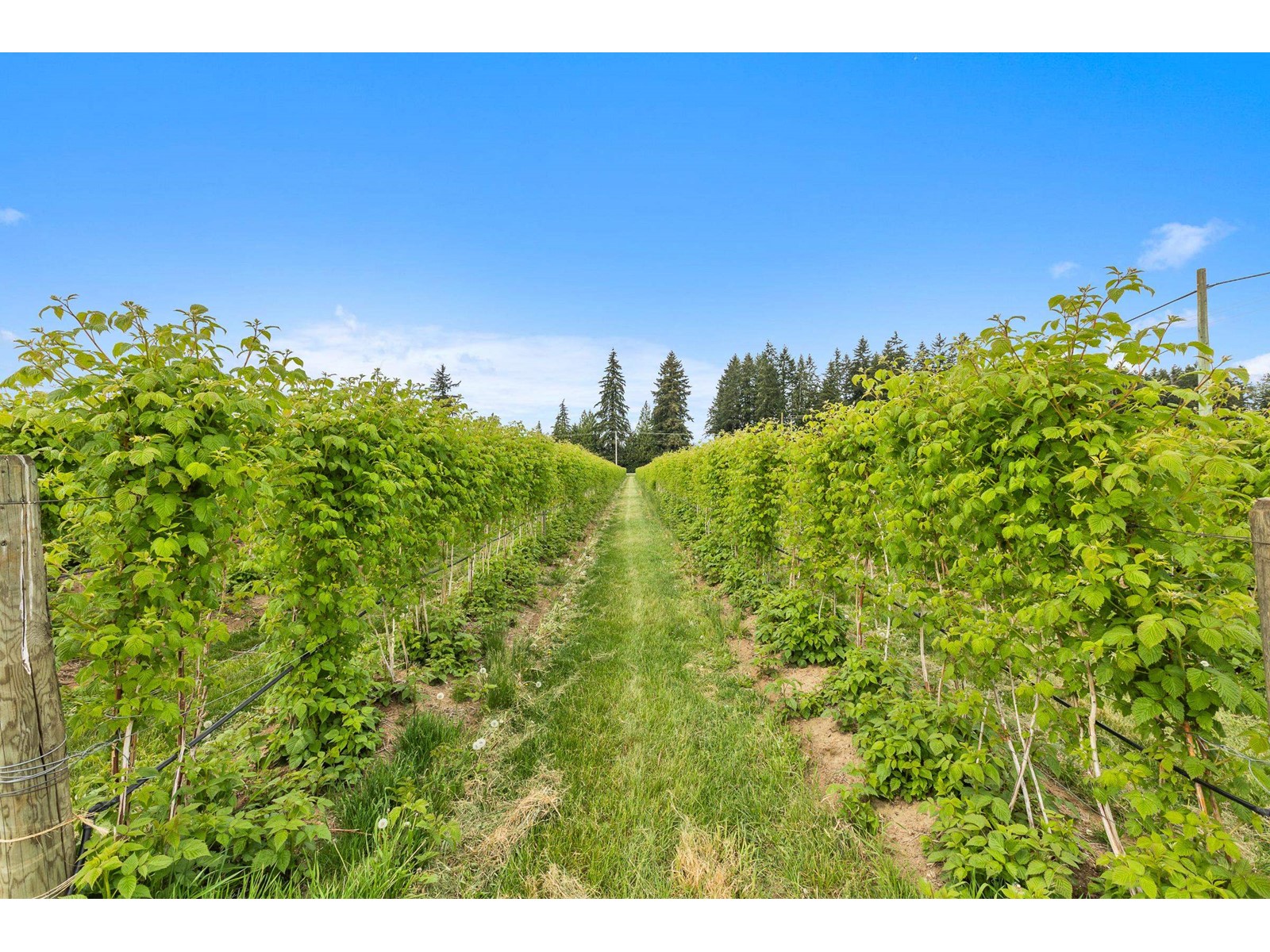 37.6 Ac 240 Street, Langley, British Columbia  V1M 3P8 - Photo 12 - R3001707