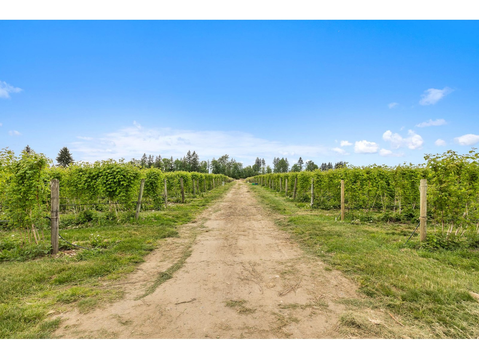 37.6 Ac 240 Street, Langley, British Columbia  V1M 3P8 - Photo 11 - R3001707