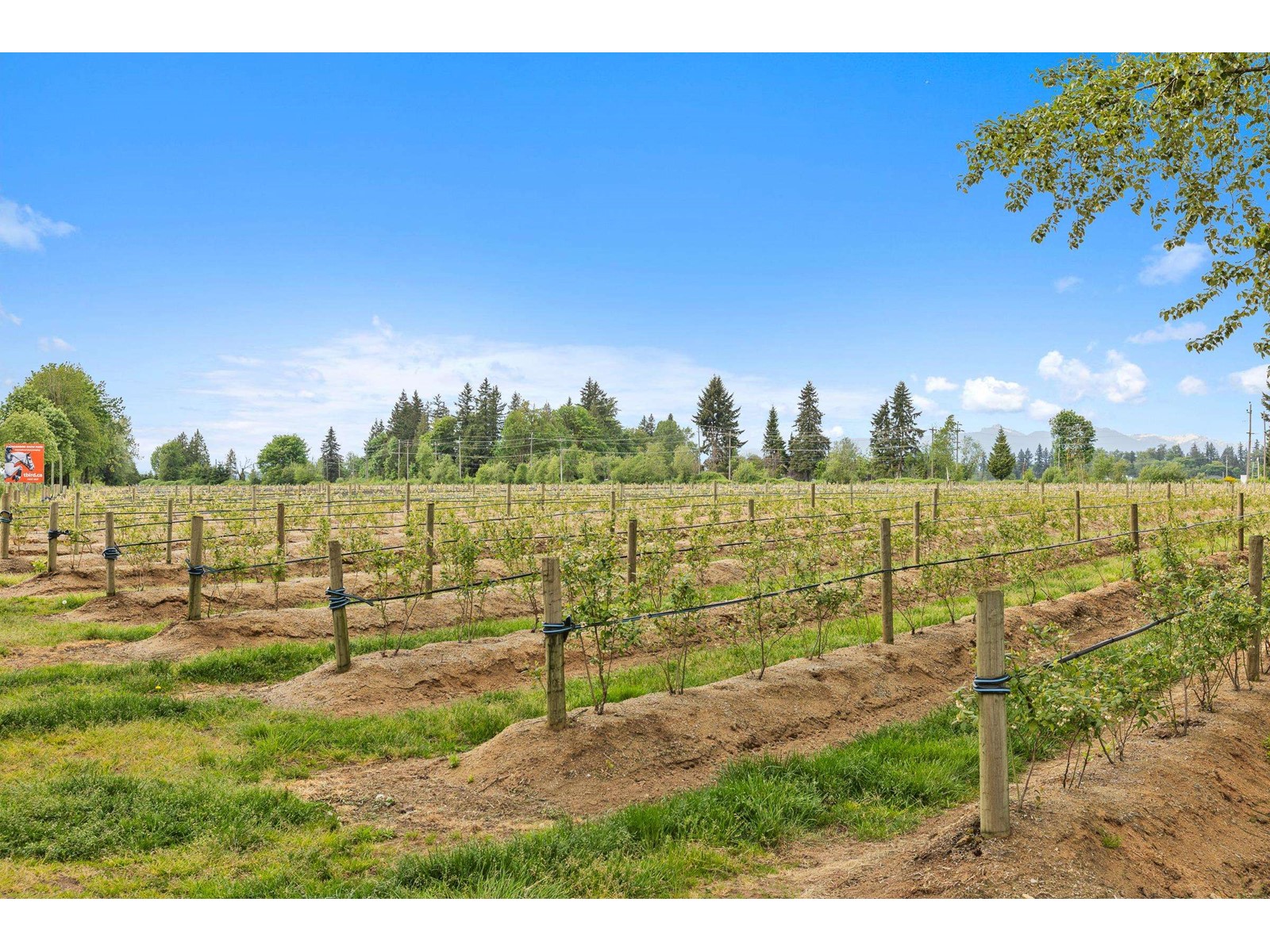 37.6 Ac 240 Street, Langley, British Columbia  V1M 3P8 - Photo 19 - R3001707