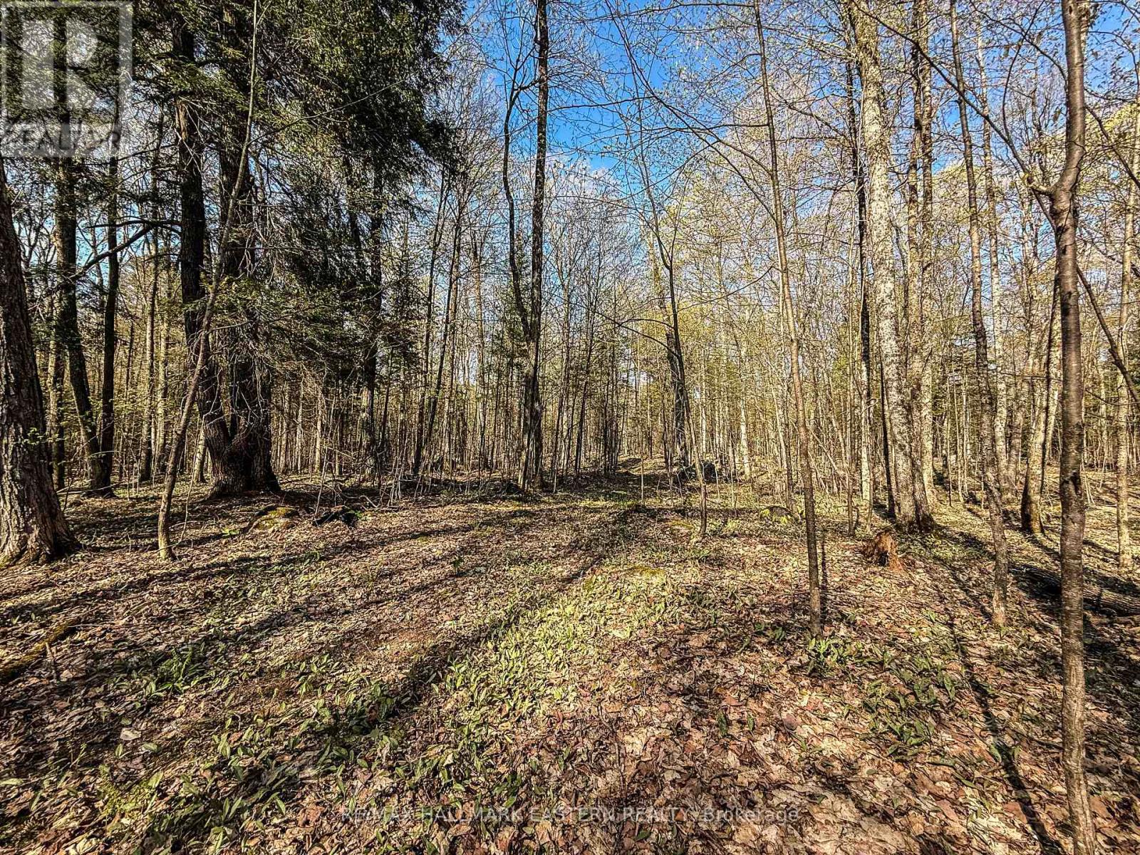 2494 Hadlington Road, Highlands East, Ontario  K0L 3K0 - Photo 11 - X12146596