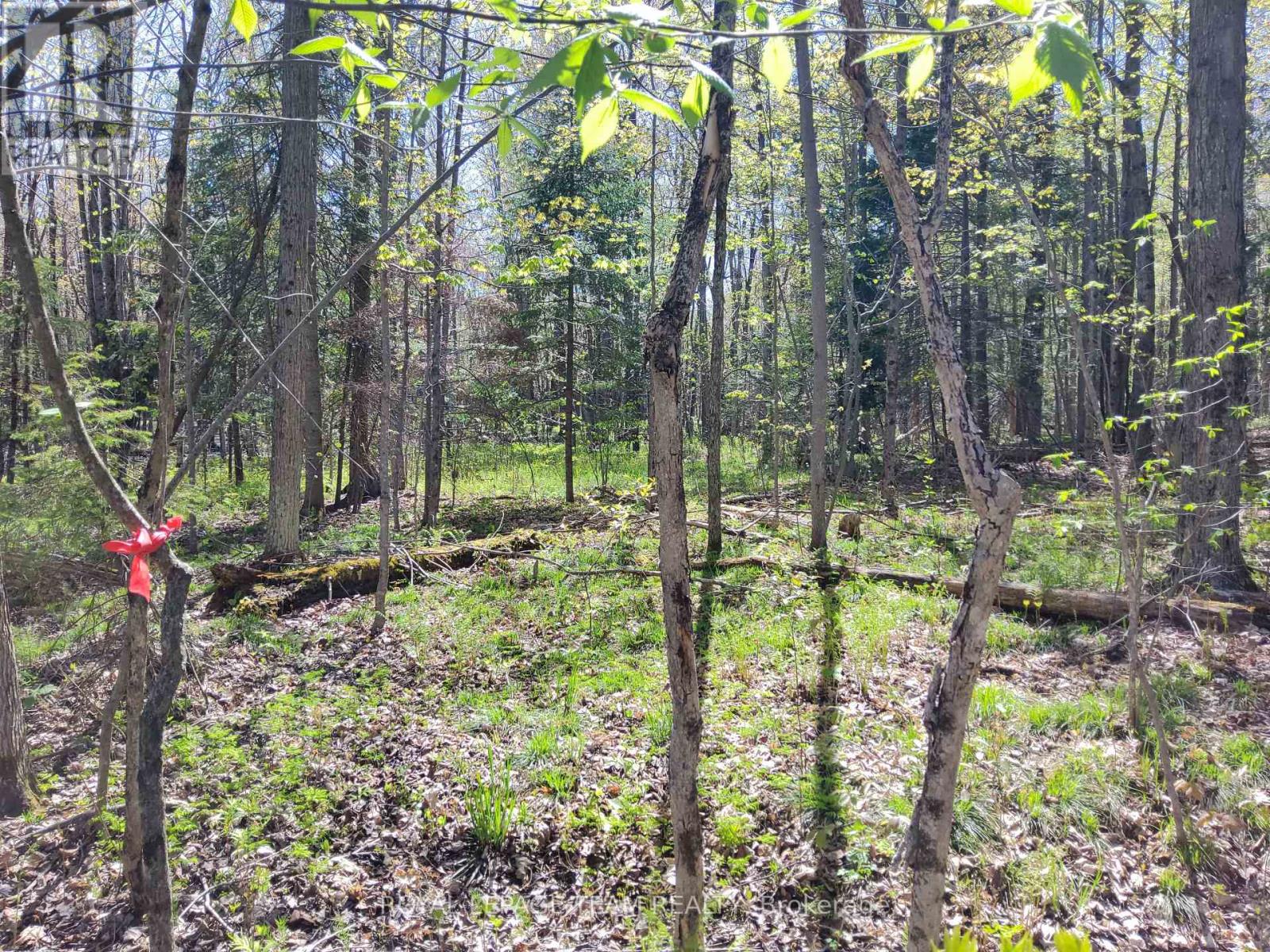 0 Totem Ranch Road, , Ontario  K0G 1T0 - Photo 12 - X12146589
