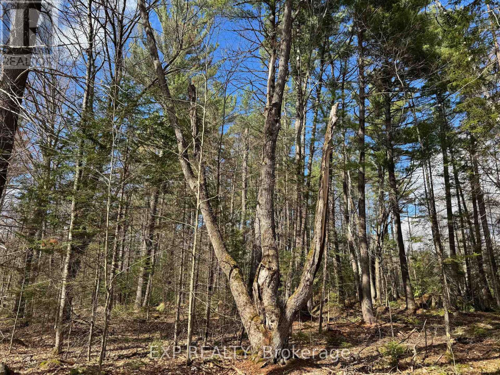 Lot 21 Lakewoods Drive, Madawaska Valley, Ontario  K0J 1B0 - Photo 11 - X12148266