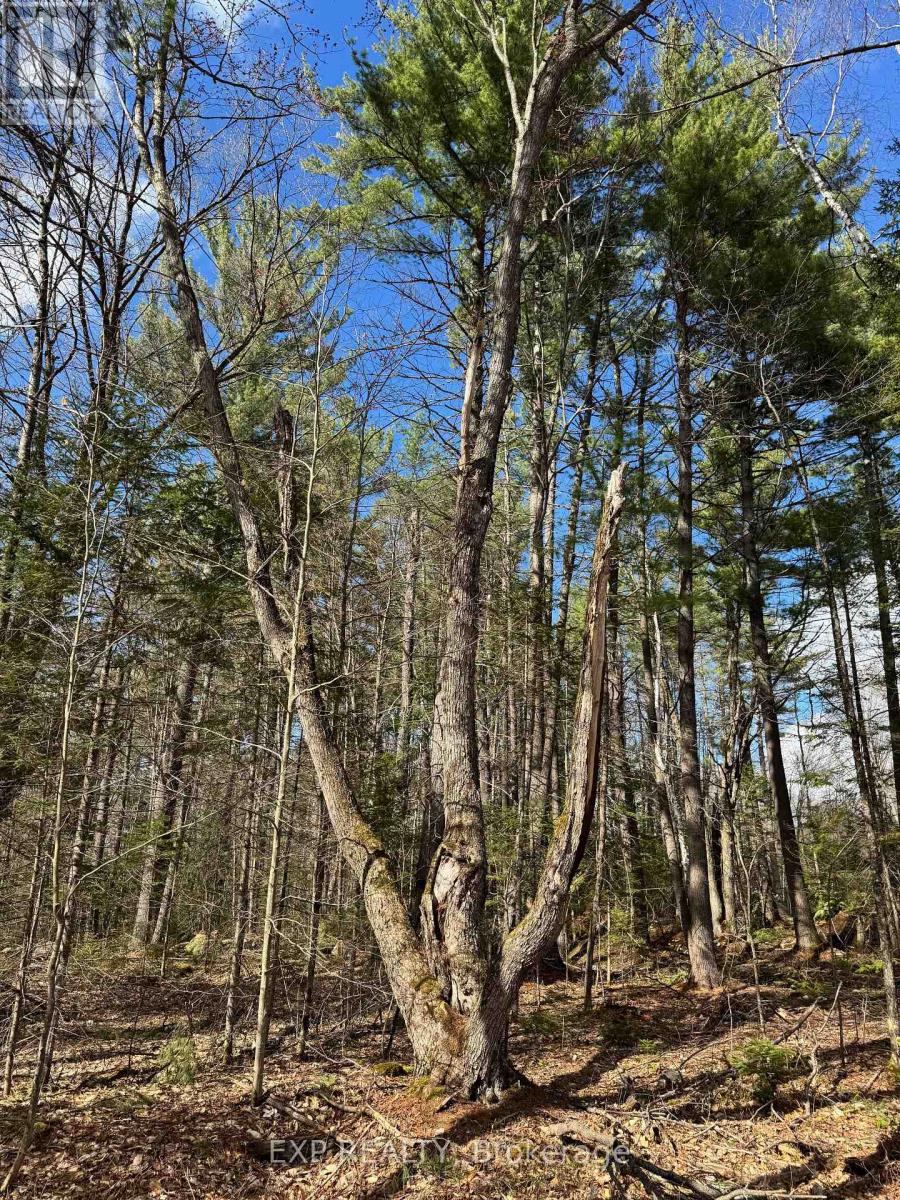 Lot 21 Lakewoods Drive, Madawaska Valley, Ontario  K0J 1B0 - Photo 14 - X12148266