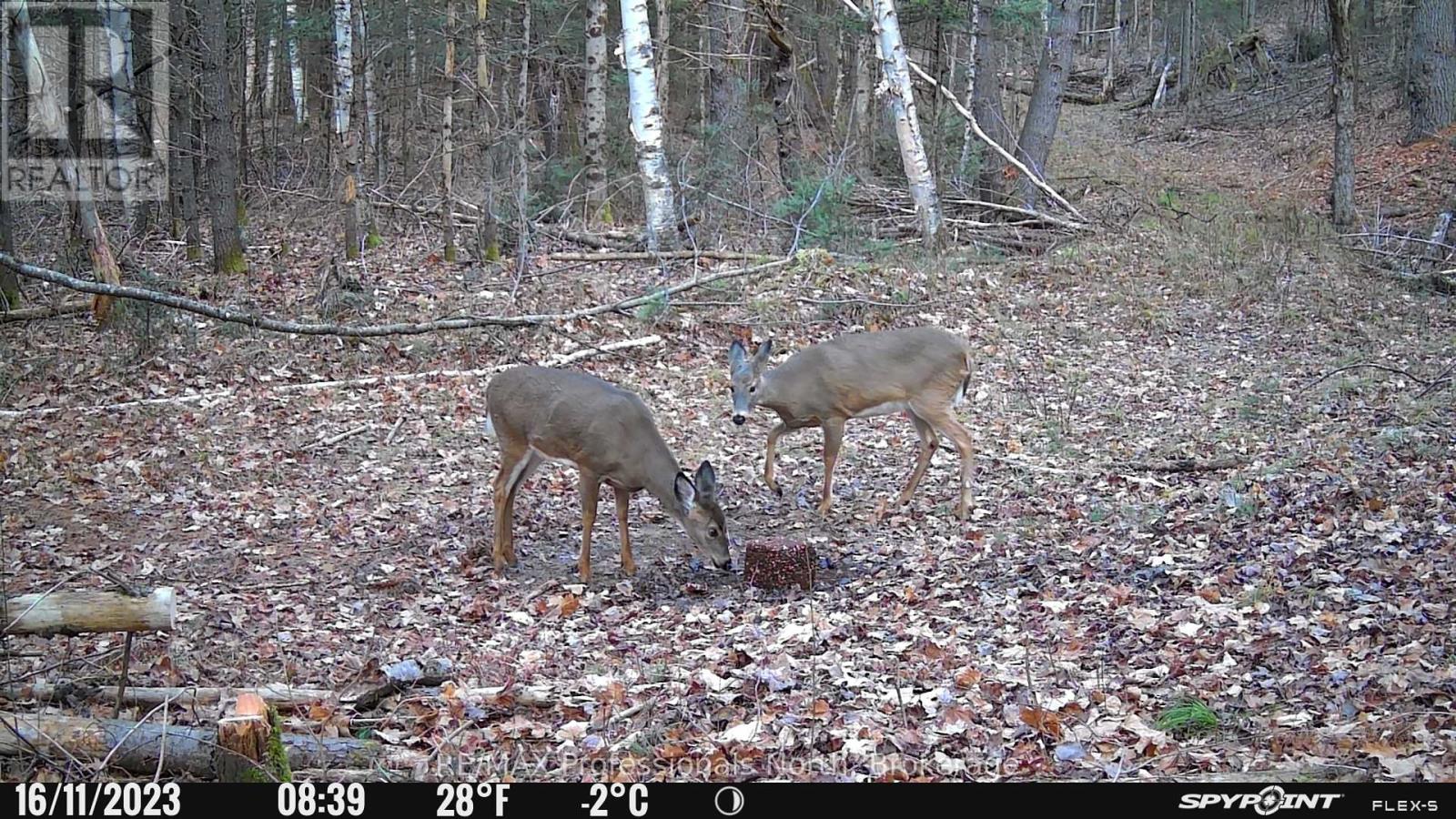 4770 County Road 121, Minden Hills, Ontario  K0M 2A1 - Photo 45 - X12148335