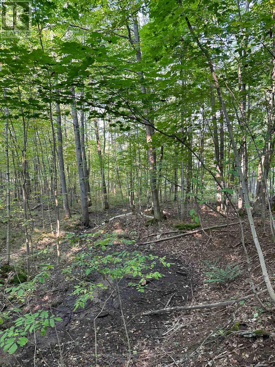 1000 Island Park Road, Muskoka Lakes, Ontario  P0B 1J0 - Photo 10 - X12148509