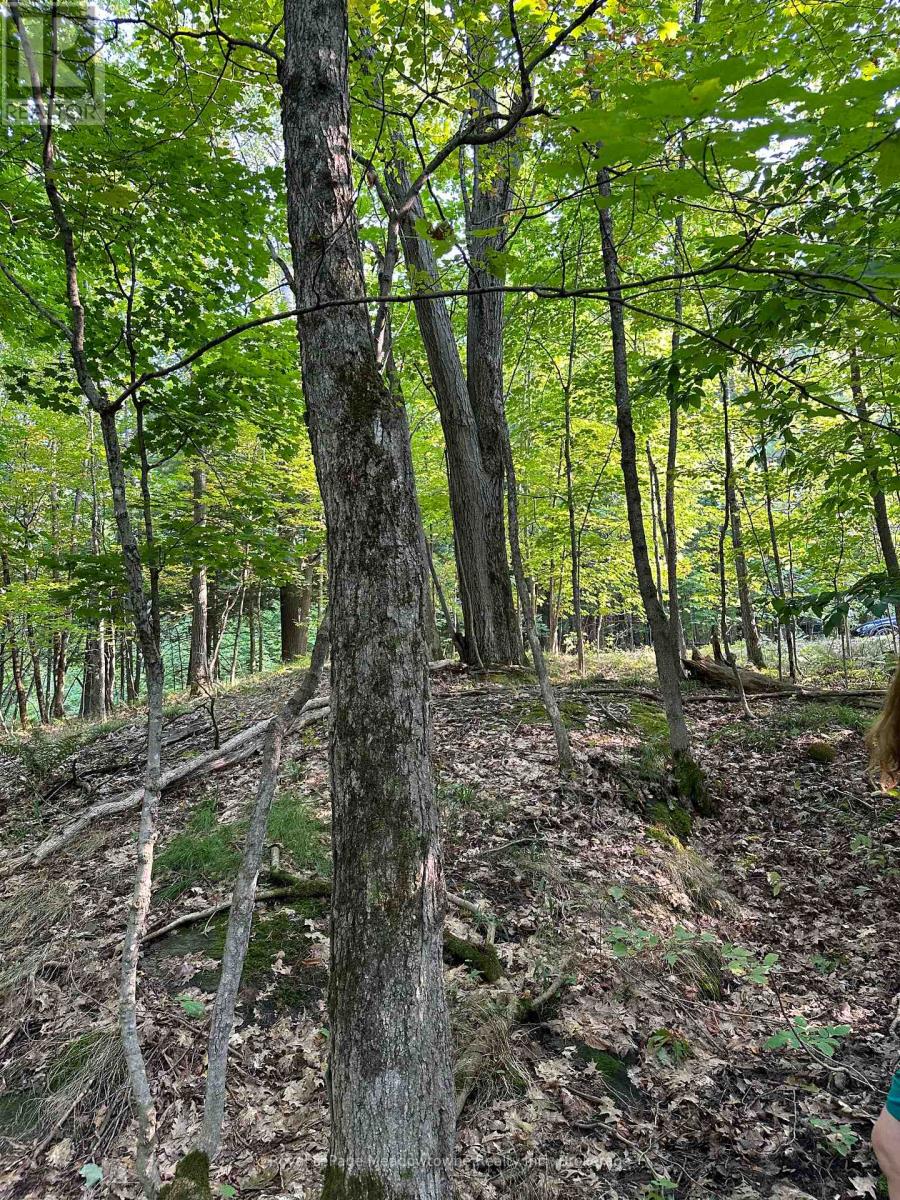 1000 Island Park Road, Muskoka Lakes, Ontario  P0B 1J0 - Photo 14 - X12148509