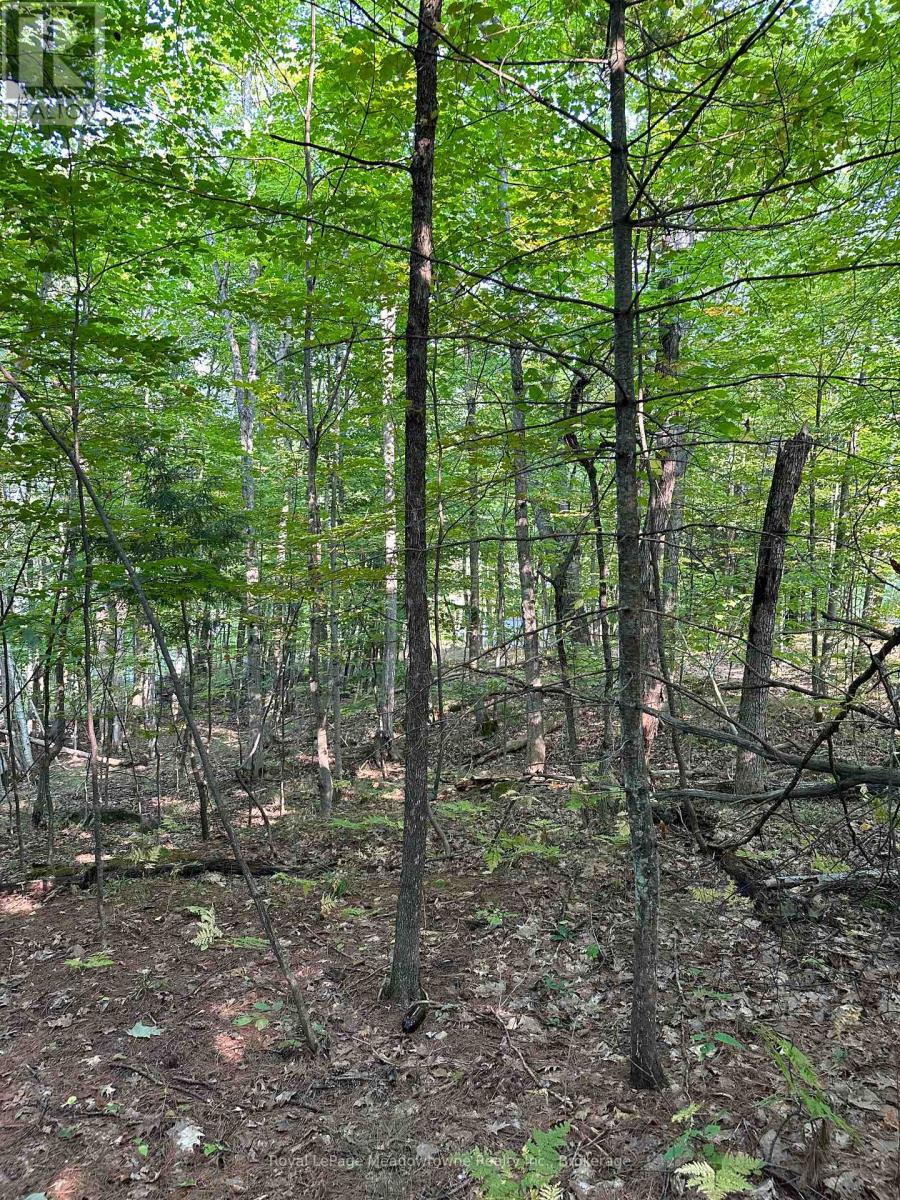 1000 Island Park Road, Muskoka Lakes, Ontario  P0B 1J0 - Photo 6 - X12148509
