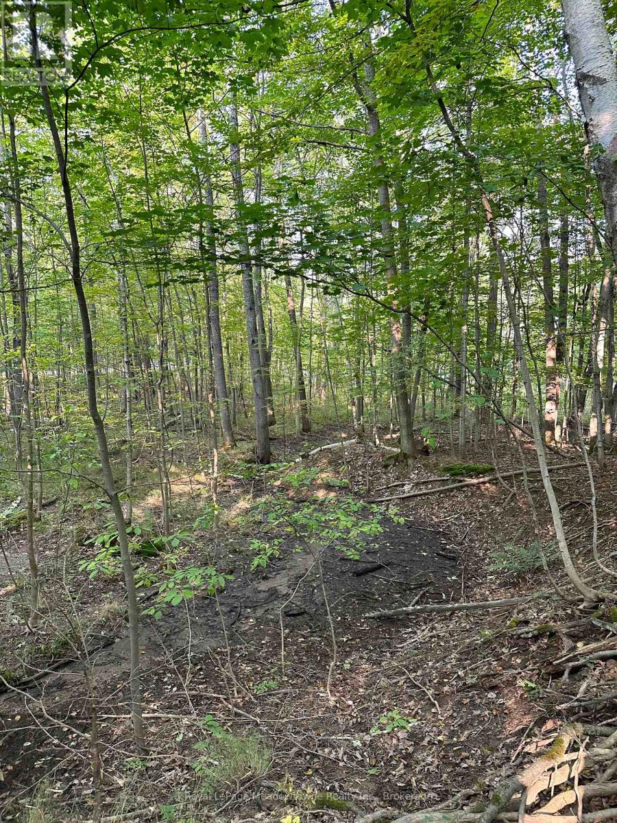 1000 Island Park Road, Muskoka Lakes, Ontario  P0B 1J0 - Photo 9 - X12148509