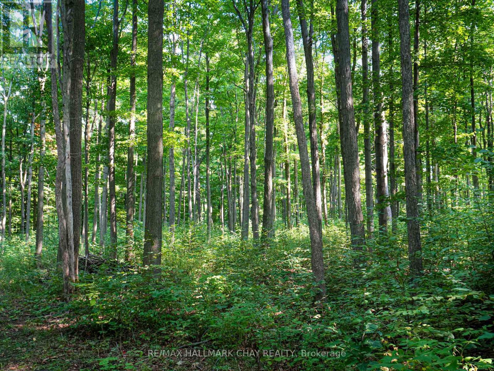 837251 4th Line, Mulmur, Ontario  L9V 0J1 - Photo 17 - X12150222