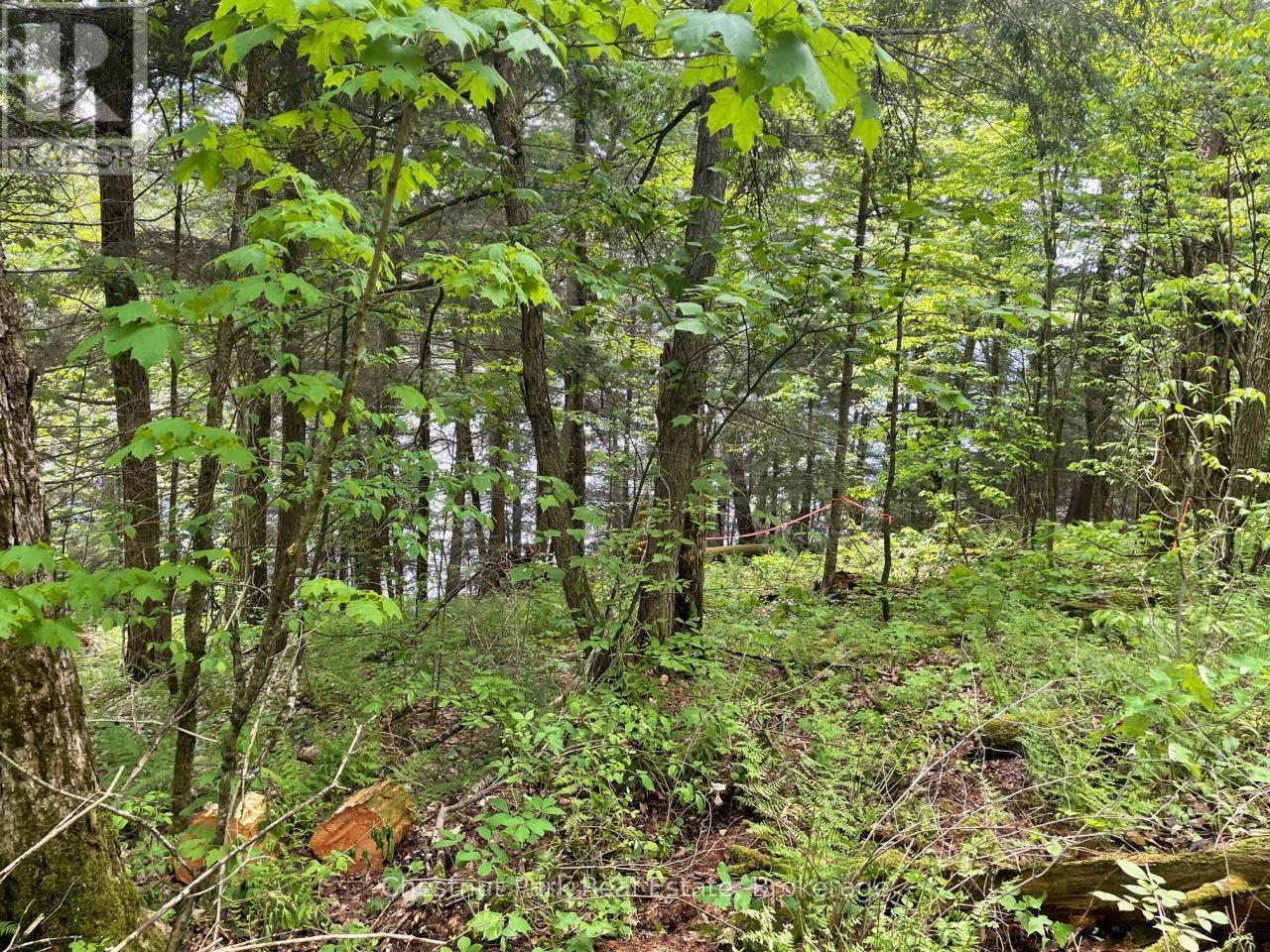 0 Minnow Drive, Dysart Et Al, Ontario  K0M 1S0 - Photo 8 - X12151320