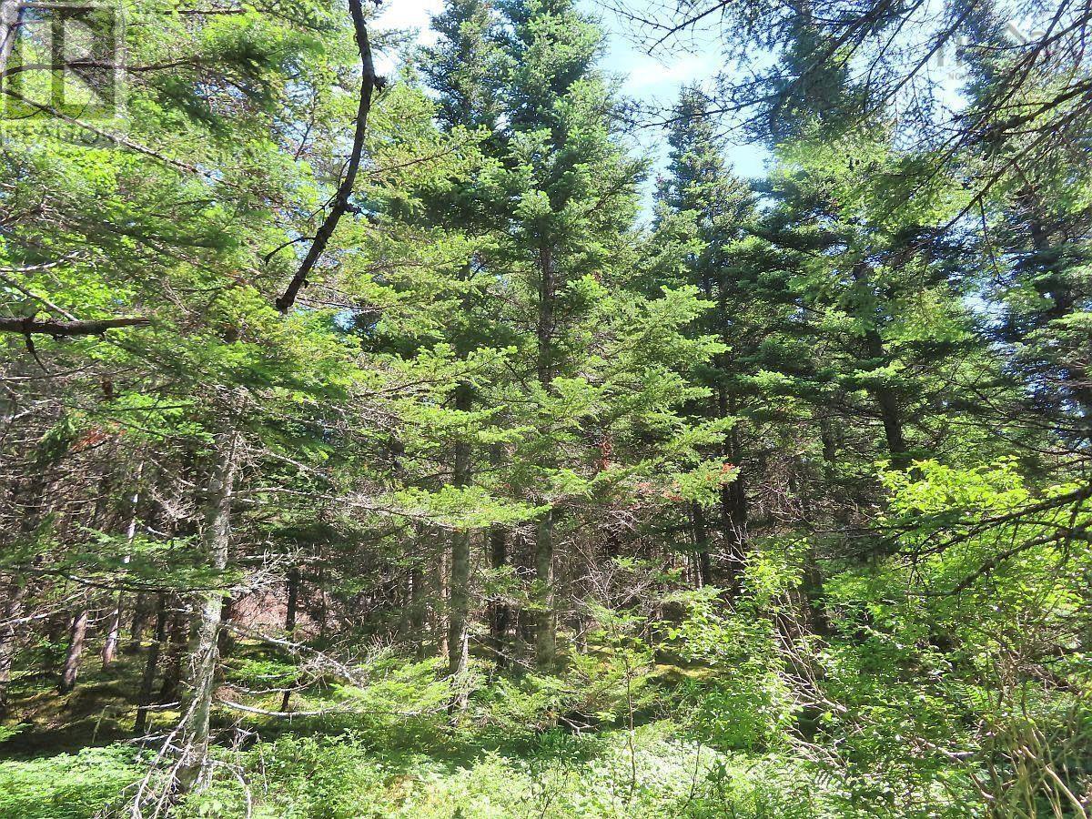 Lot 3 Upper Grand Mira Road, Upper Grand Mira, Nova Scotia  B1K 1M1 - Photo 27 - 202511220