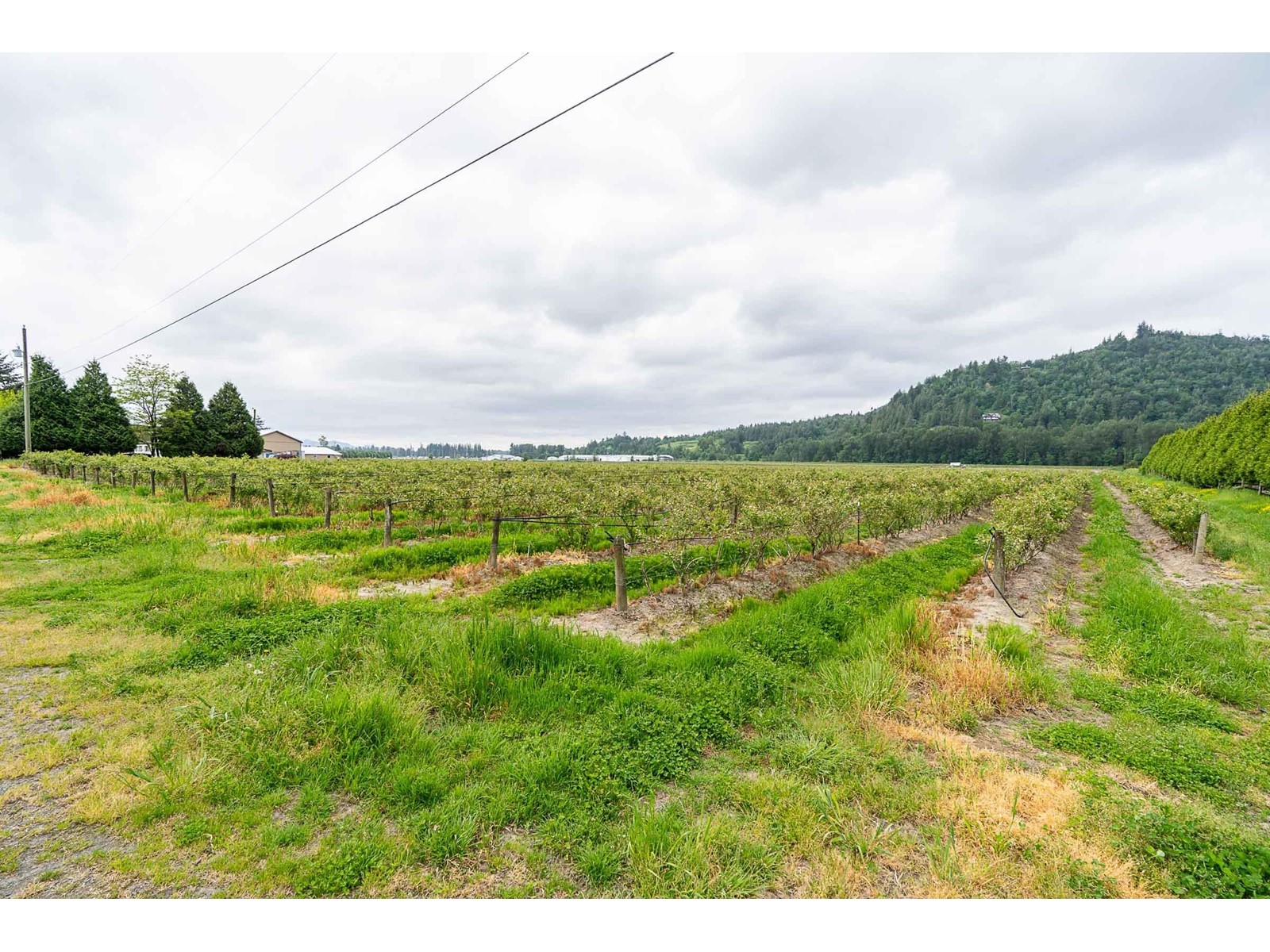 3593 Mcdermott Road, Abbotsford, British Columbia  V3G 2J8 - Photo 9 - R3001516