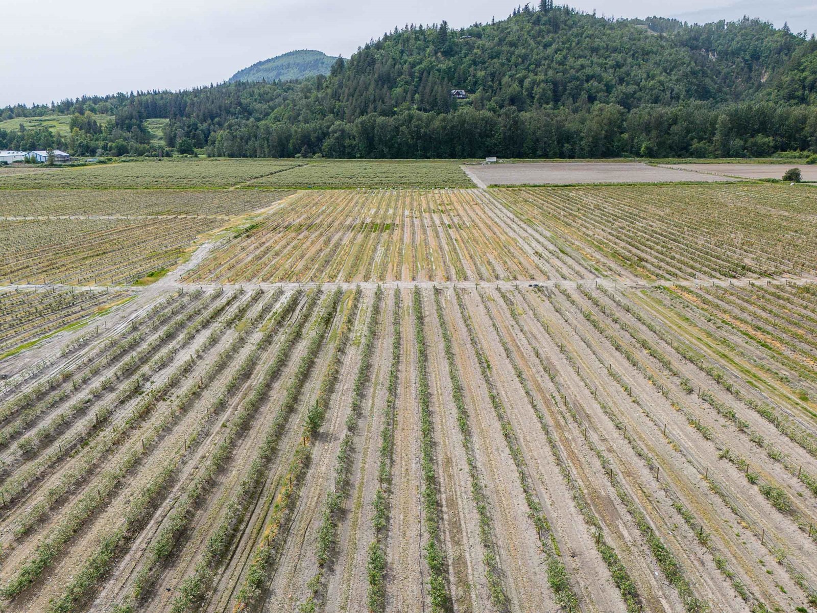 3593 Mcdermott Road, Abbotsford, British Columbia  V3G 2J8 - Photo 8 - R3001516