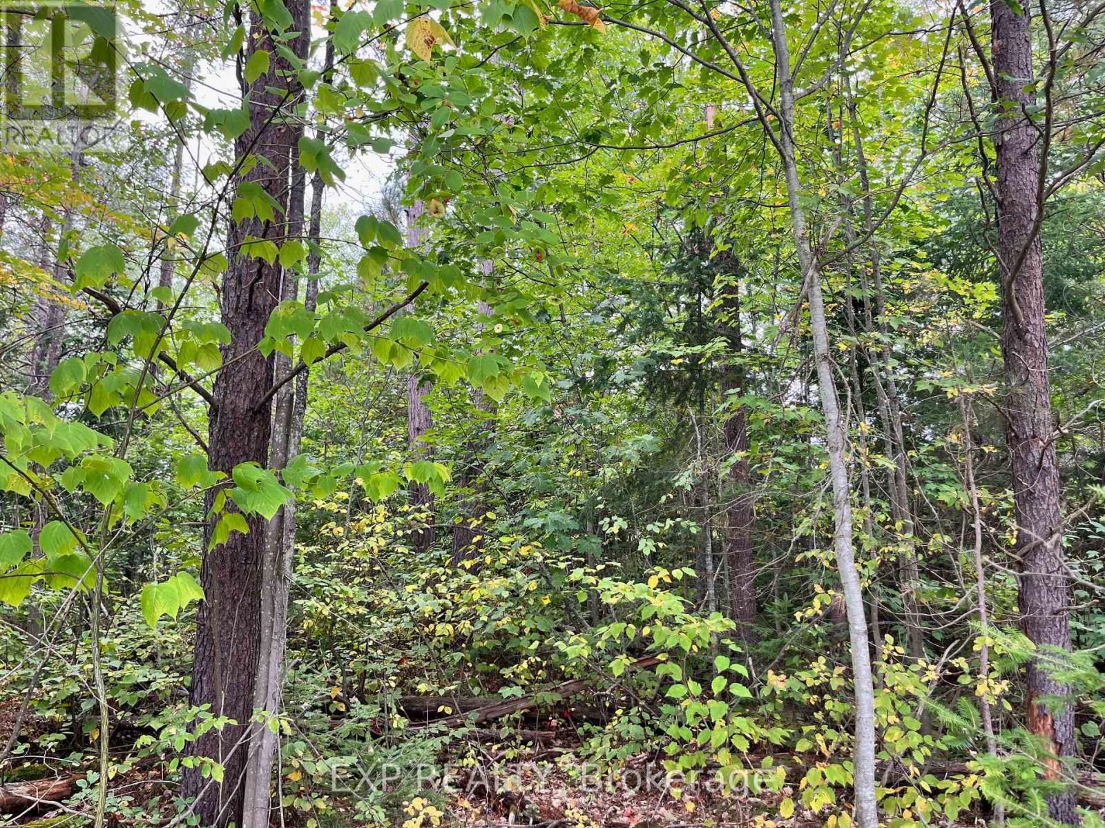 Lot 37 Yantha Crescent, Madawaska Valley, Ontario  K0J 1B0 - Photo 5 - X12154548