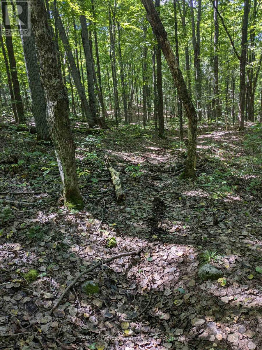 0 Burnt River Wao, Minden Hills, Ontario  K0M 2A1 - Photo 4 - X12154596