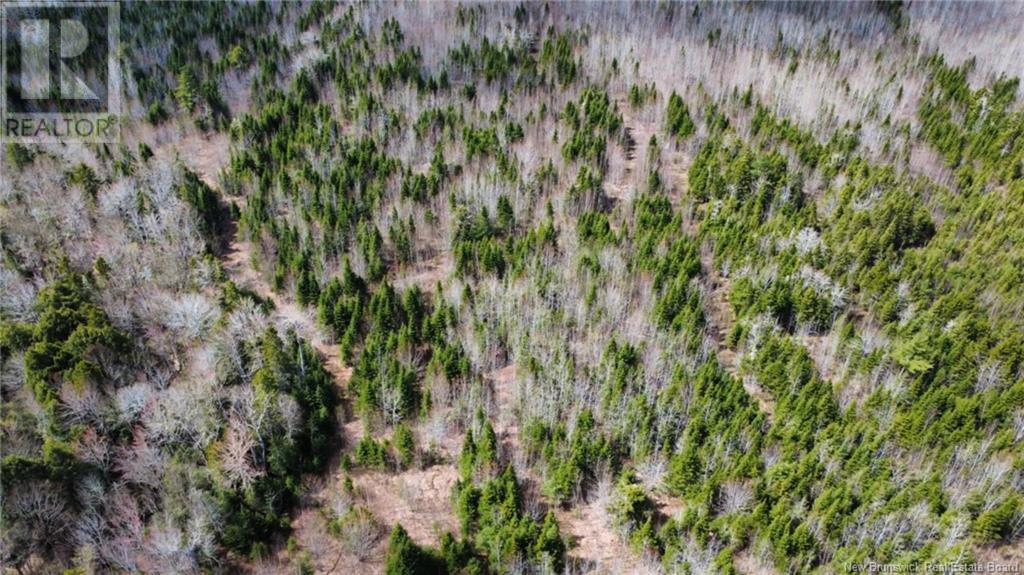 Lot Route 490, Champ Dore, New Brunswick  E4T 3H3 - Photo 11 - NB117596
