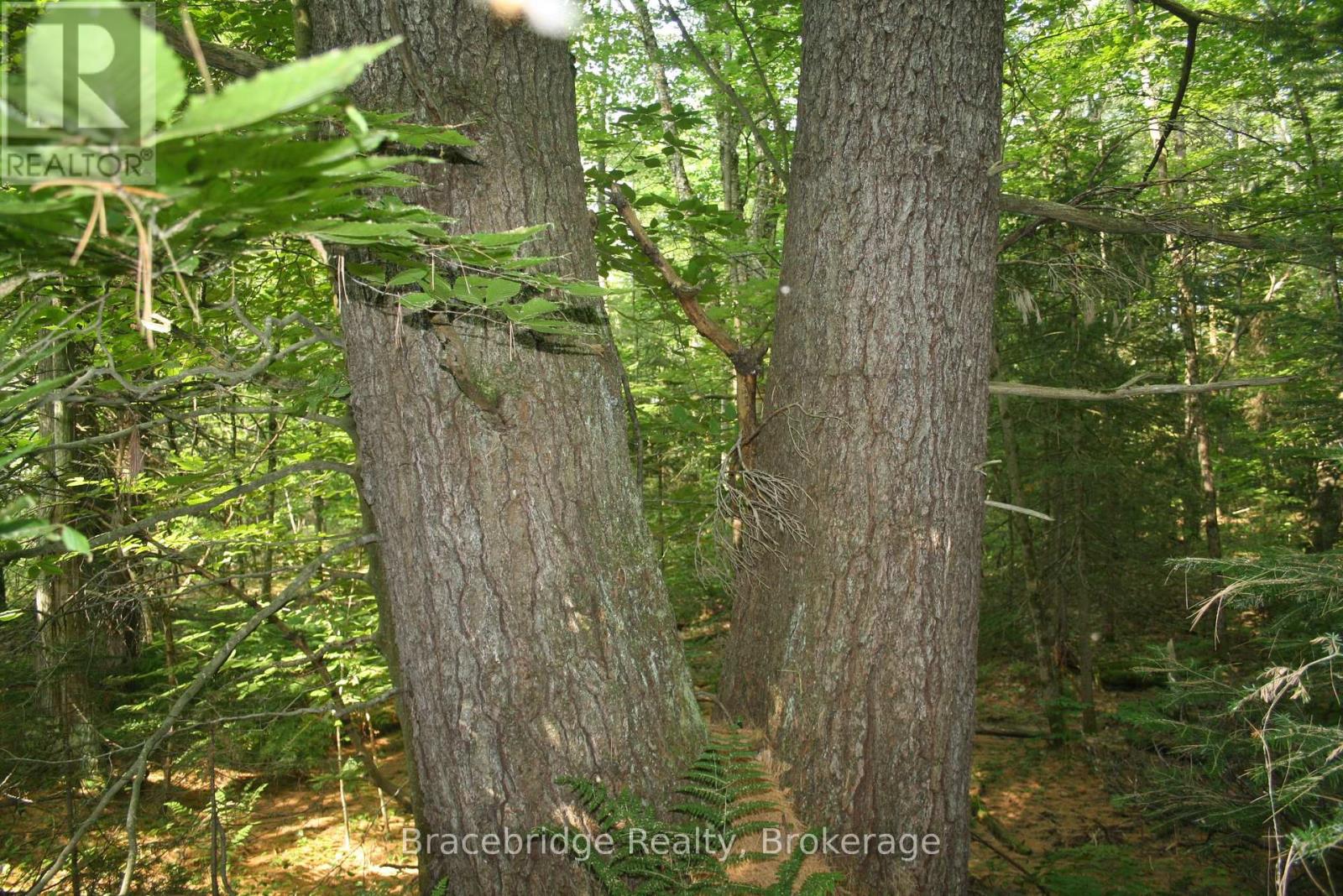 0 Rainey Road, Bracebridge, Ontario  P1L 1X1 - Photo 6 - X12155585