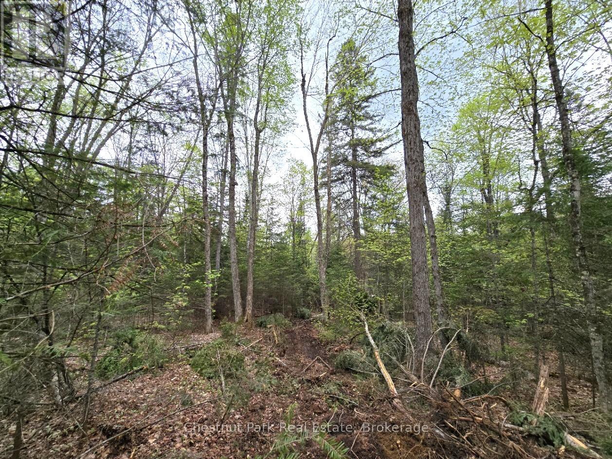 Part 6 Echo Ridge Road, Kearney, Ontario  P0A 1M0 - Photo 10 - X12156745