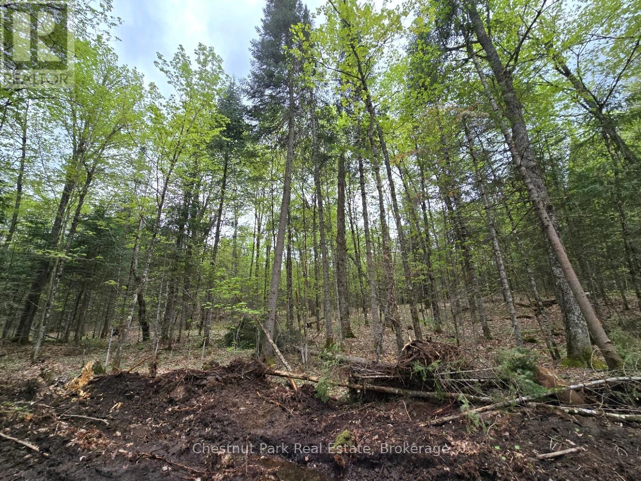 Part 6 Echo Ridge Road, Kearney, Ontario P0A 1M0 - Photo 8 - X12156745