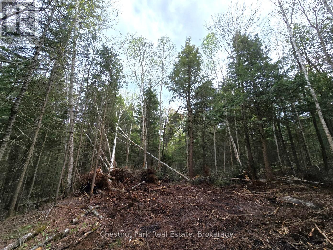 Part 1 Echo Ridge Road, Kearney, Ontario  P0A 1M0 - Photo 13 - X12156746