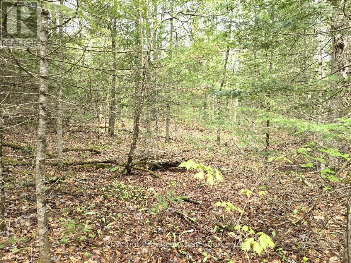 Part 7 Echo Ridge Road, Kearney, Ontario  P0A 1M0 - Photo 10 - X12156747