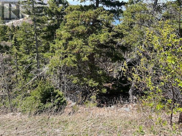White Point Road, Smelt Brook, Nova Scotia  B0C 1J0 - Photo 8 - 202511428