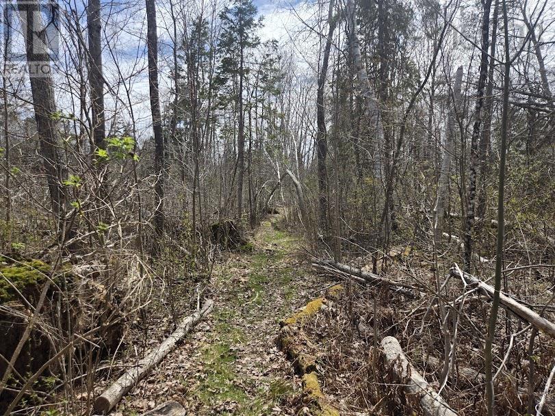 Lot B 4.6 Acres Malagash Road, Malagash, Nova Scotia  B0K 1E0 - Photo 6 - 202510176
