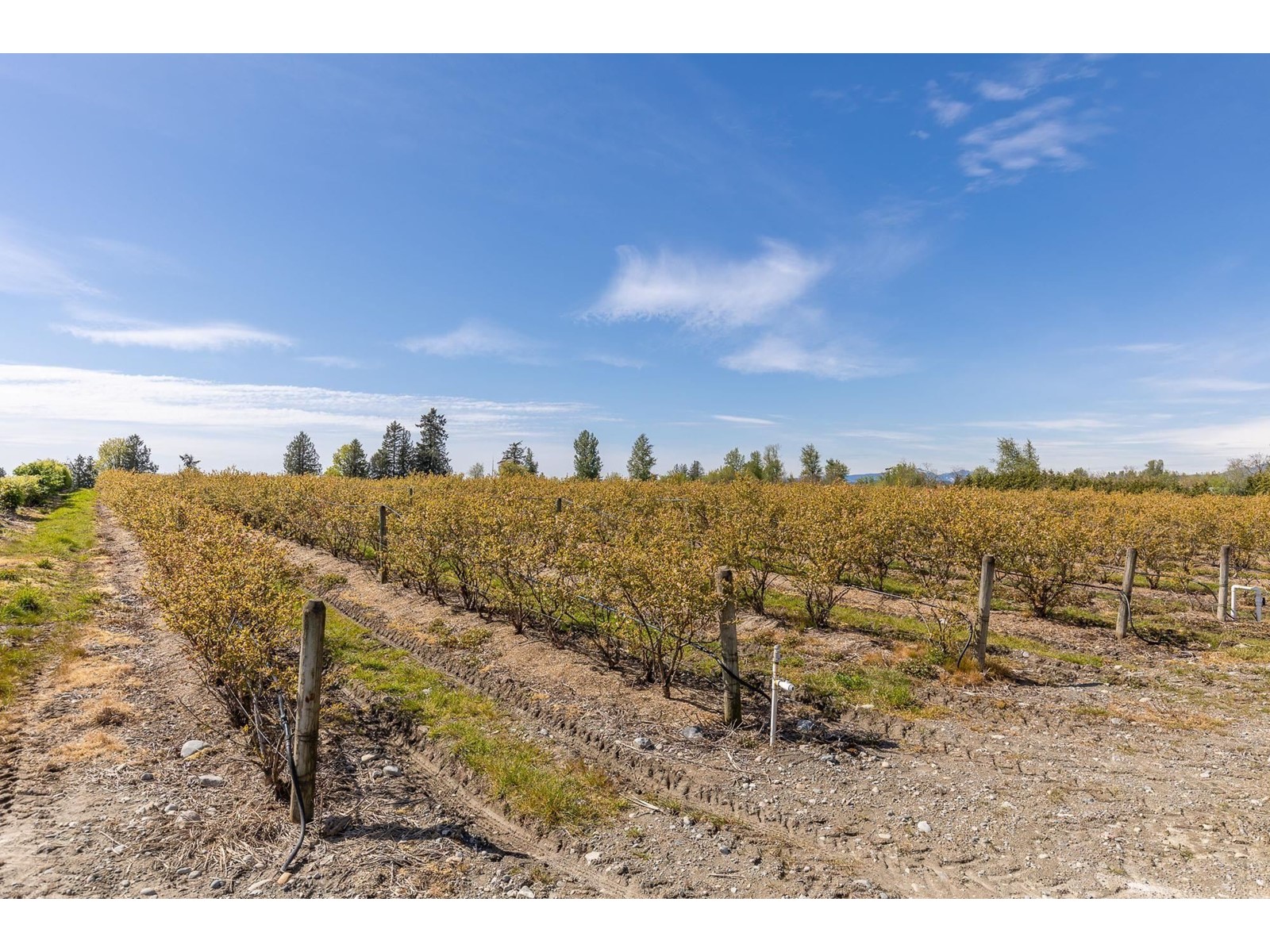 Property at 6905 BRADNER ROAD image 1
