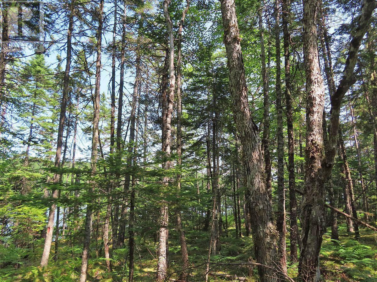 Lot 2 Lower River Road, Hureauville, Nova Scotia  B0E 1J0 - Photo 15 - 202423664