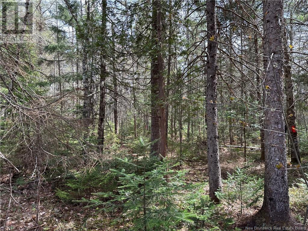 Lot 23-1 Country Shore Lane, Codys, New Brunswick  E4C 1B6 - Photo 16 - NB119146