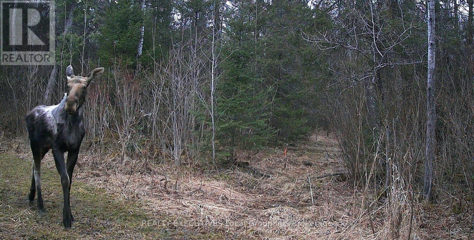 111 Memory Lane, Chisholm, Ontario  P0H 1Z0 - Photo 10 - X12168533