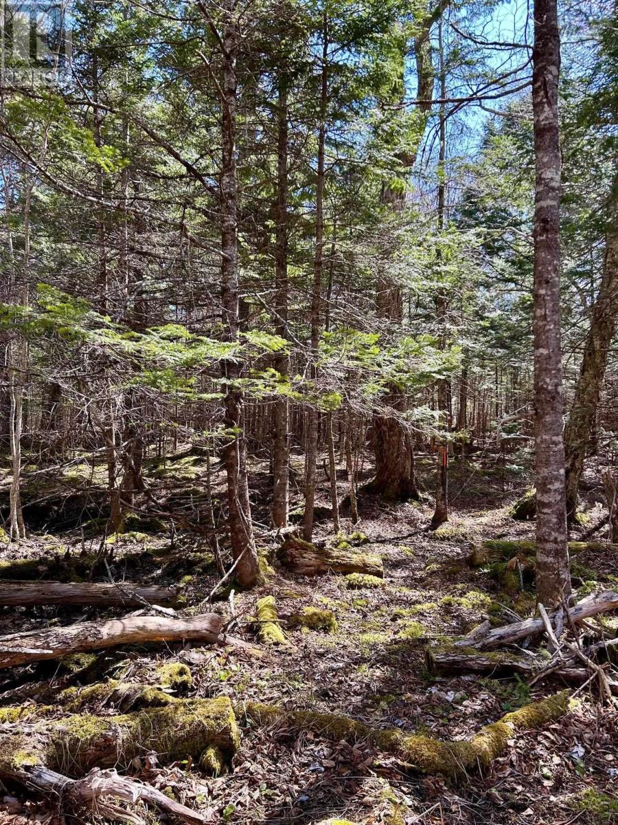 Lot 49 Redbird Drive, Malagawatch, Nova Scotia  B0E 2Y0 - Photo 8 - 202511128