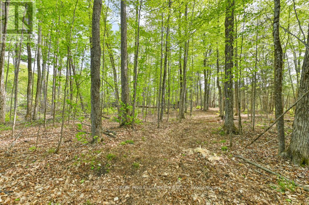 3776 B Buckshot Lake Road, Addington Highlands, Ontario  K0H 2M0 - Photo 4 - X12169921