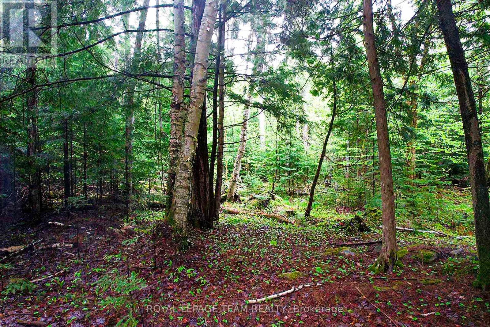 - Biernacki Mountain Road, Madawaska Valley, Ontario  K0J 1B0 - Photo 2 - X12171954