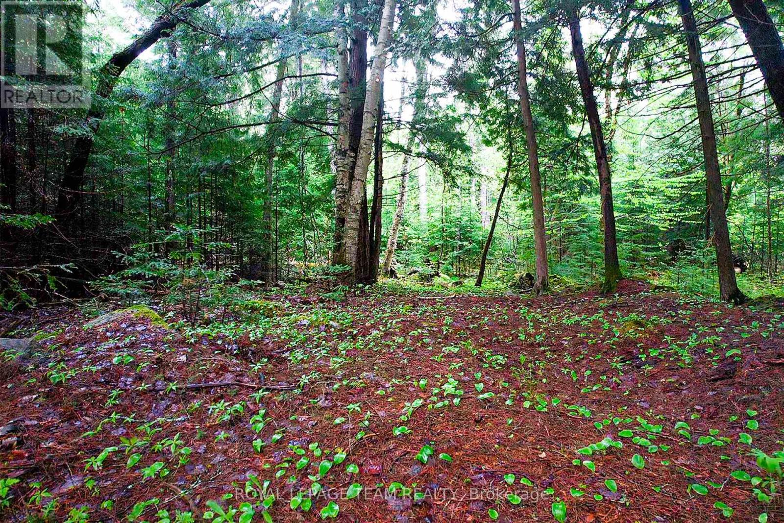 - Biernacki Mountain Road, Madawaska Valley, Ontario  K0J 1B0 - Photo 3 - X12171954