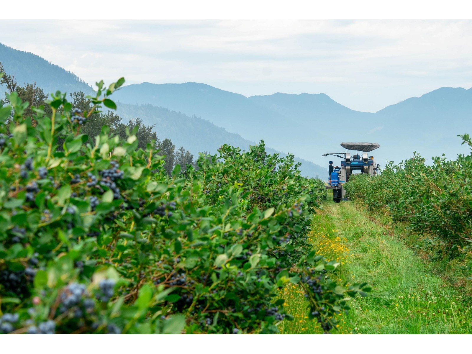 3387 Tolmie Road, Abbotsford, British Columbia  V3G 2T9 - Photo 36 - R3006915