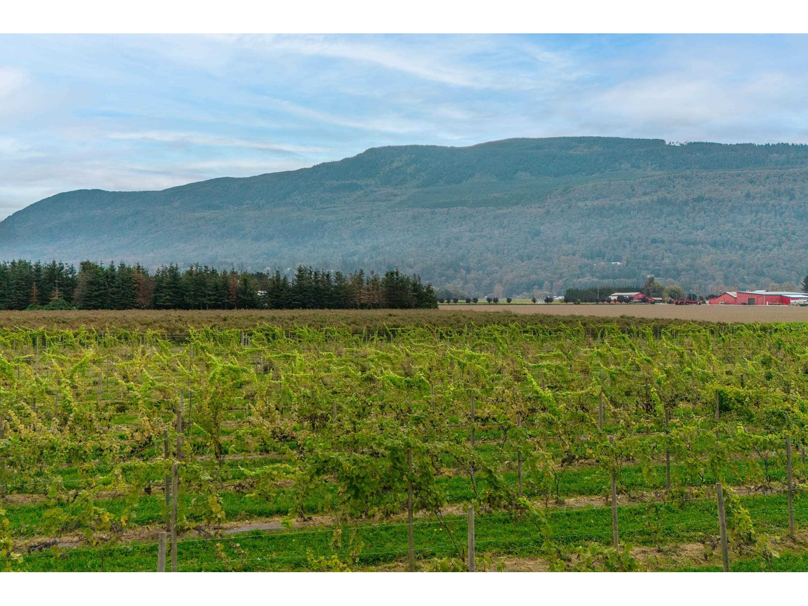 3387 Tolmie Road, Abbotsford, British Columbia  V3G 2T9 - Photo 4 - C8069471