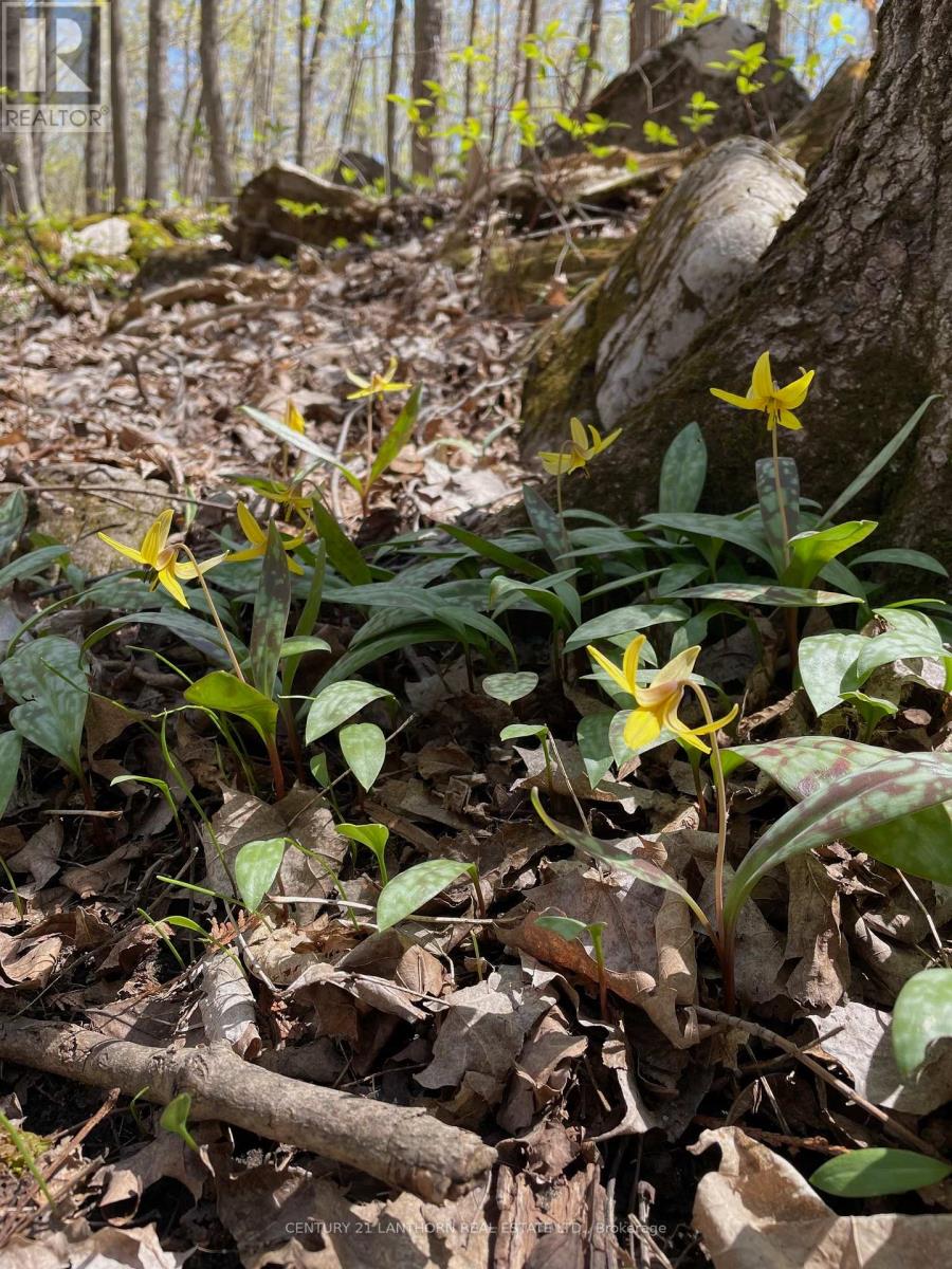 Accross From 29 Luffman Road, Tweed (Hungerford (Twp)), Ontario  K0K 2L0 - Photo 5 - X12174800