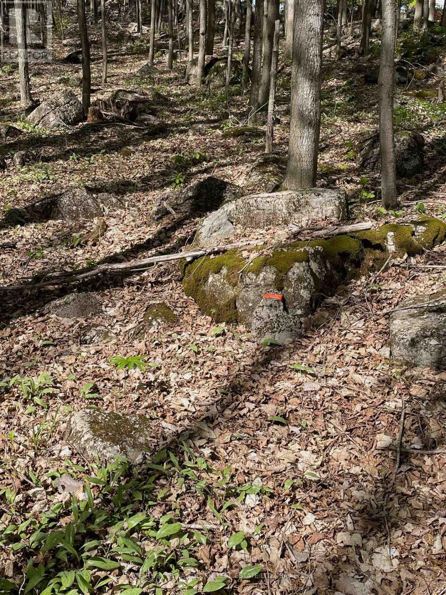 Accross From 29 Luffman Road, Tweed (Hungerford (Twp)), Ontario  K0K 2L0 - Photo 8 - X12174800